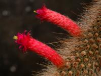 Thumbnail of 2082_Cleistocactus tupiziensis_2060509_02(1).JPG